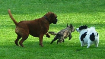 Dog Park