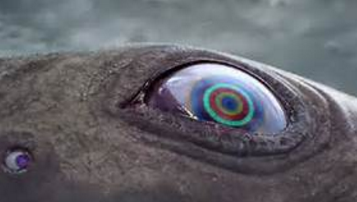 Image: Outside movies: Murakami’s “Jellyfish Eyes” at Laguna Gloria