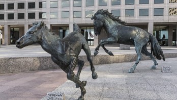 mustangs-752522_960_720